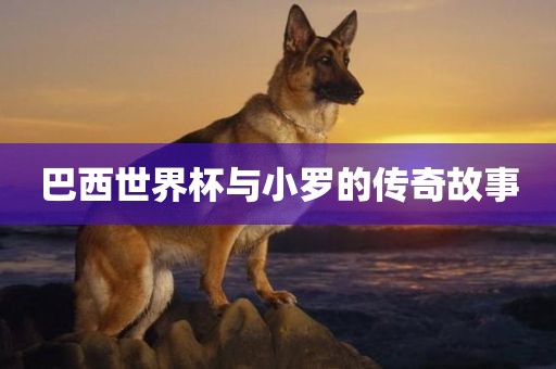 巴西世界杯与小罗的传奇故事眉山市正发家政服务有限公司