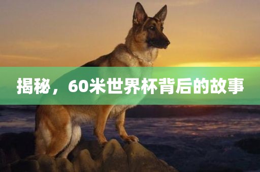 揭秘，60米世界杯背后的故事眉山市正发家政服务有限公司