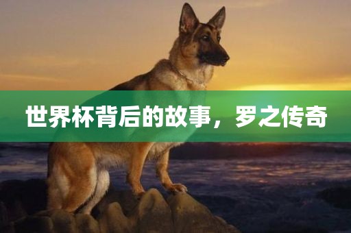 世界杯背后的故事，罗之传奇眉山市正发家政服务有限公司