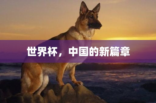 世界杯，中国的新篇章眉山市正发家政服务有限公司